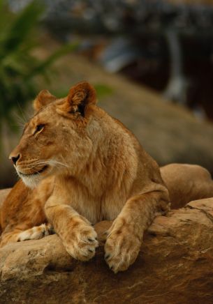 zoo, lioness Wallpaper 1668x2388