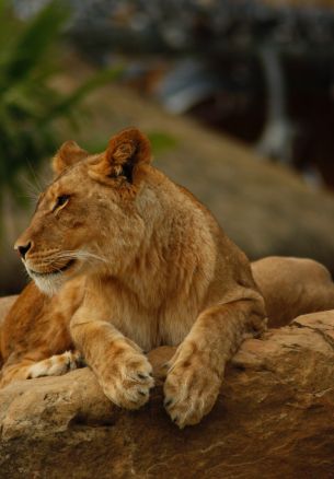 zoo, lioness Wallpaper 1640x2360