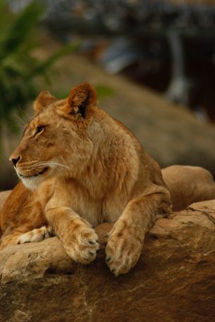 zoo, lioness Wallpaper 3456x5184