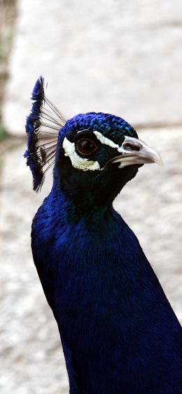 peacock, bird Wallpaper 1080x2340