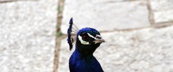 peacock, bird Wallpaper 2560x1080