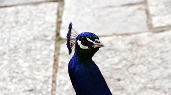 peacock, bird Wallpaper 2048x1152