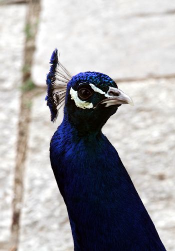 peacock, bird Wallpaper 1668x2388