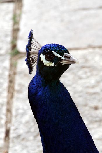 peacock, bird Wallpaper 640x960