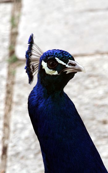 peacock, bird Wallpaper 1752x2800