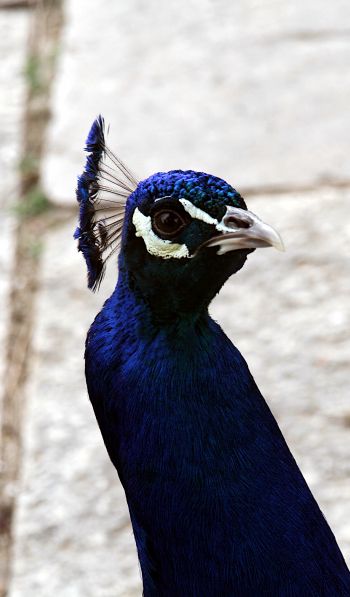 peacock, bird Wallpaper 600x1024
