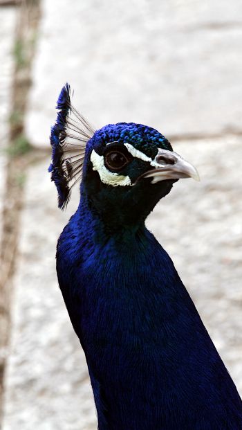 peacock, bird Wallpaper 640x1136