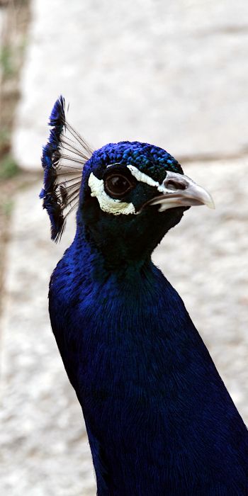 peacock, bird Wallpaper 720x1440