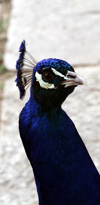 peacock, bird Wallpaper 1440x2960