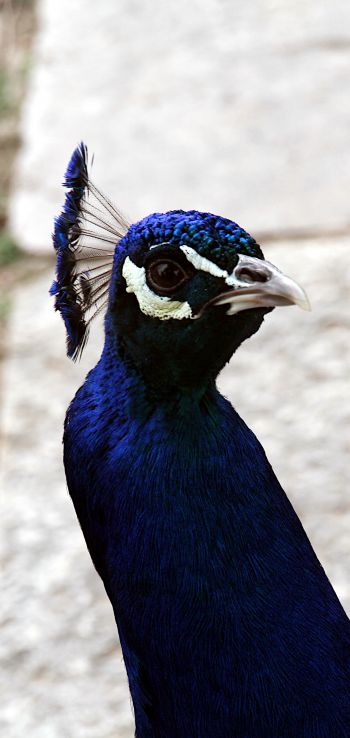 peacock, bird Wallpaper 1440x3040