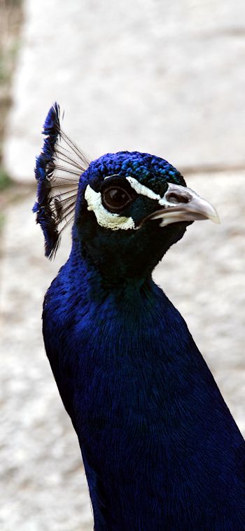 peacock, bird Wallpaper 1170x2532