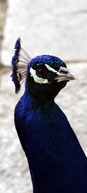 peacock, bird Wallpaper 1080x2400