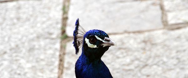 peacock, bird Wallpaper 3440x1440