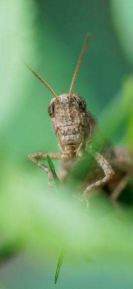 insect, grasshopper Wallpaper 1125x2436