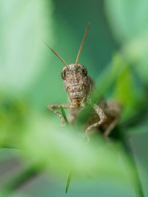 insect, grasshopper Wallpaper 2048x2732