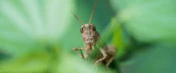 insect, grasshopper Wallpaper 3440x1440