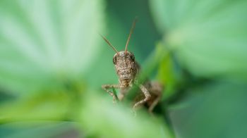 insect, grasshopper Wallpaper 2048x1152