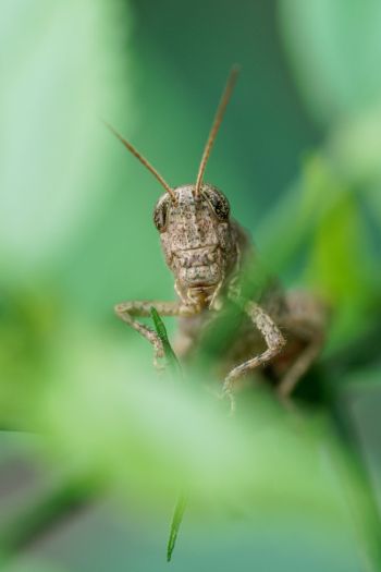 insect, grasshopper Wallpaper 640x960