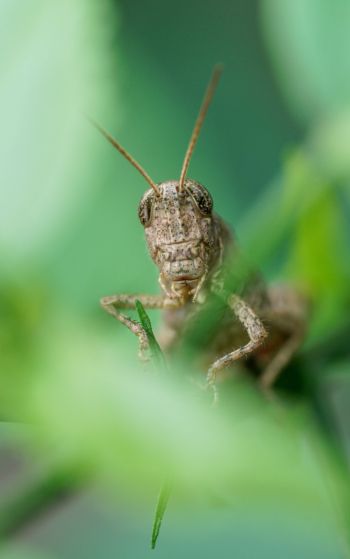 insect, grasshopper Wallpaper 1752x2800