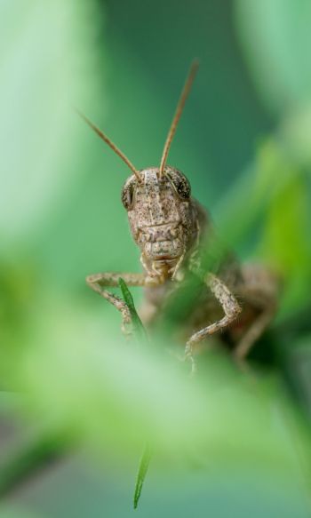 insect, grasshopper Wallpaper 1200x2000