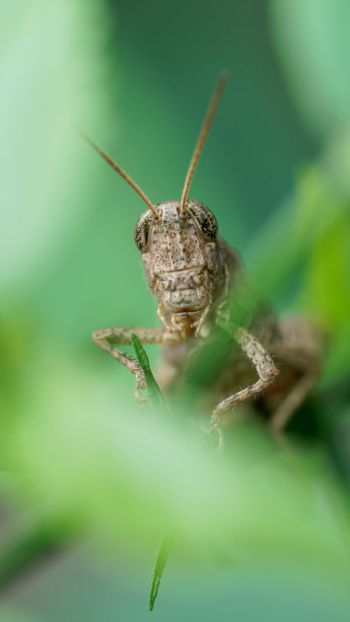 insect, grasshopper Wallpaper 720x1280