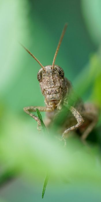 insect, grasshopper Wallpaper 720x1440