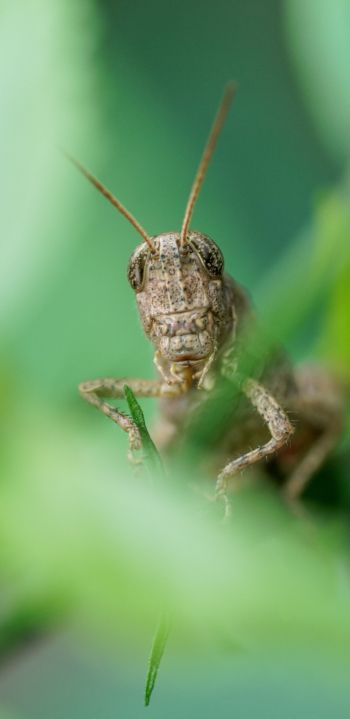 insect, grasshopper Wallpaper 1080x2220