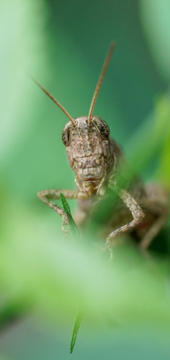insect, grasshopper Wallpaper 1440x3040