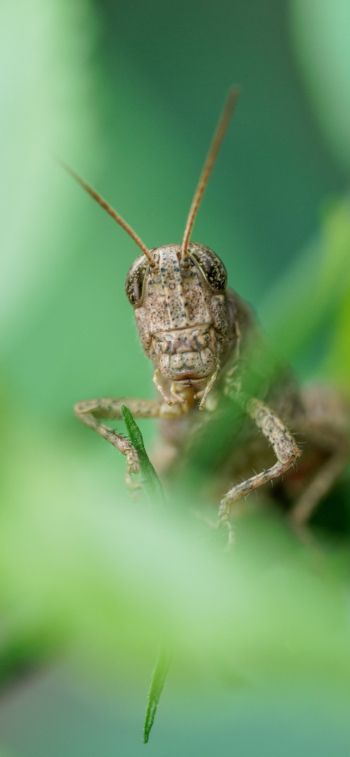 insect, grasshopper Wallpaper 828x1792