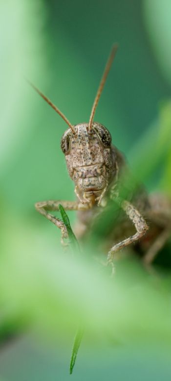 insect, grasshopper Wallpaper 1080x2400