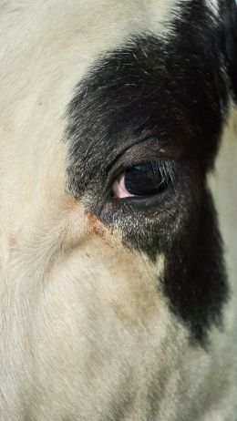 cow, eyes Wallpaper 1440x2560