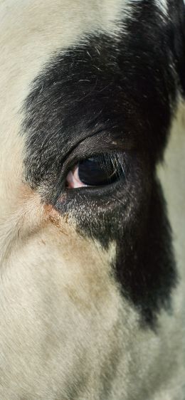 cow, eyes Wallpaper 828x1792