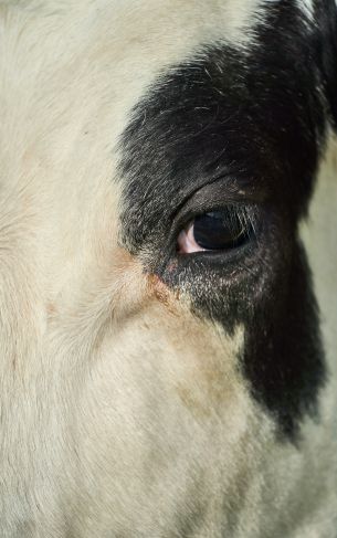 cow, eyes Wallpaper 1752x2800