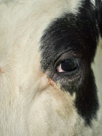 Обои 1620x2160 корова, глаза