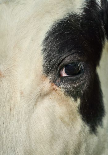 cow, eyes Wallpaper 1668x2388