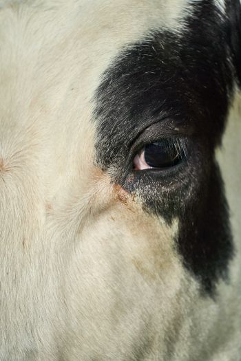 cow, eyes Wallpaper 640x960