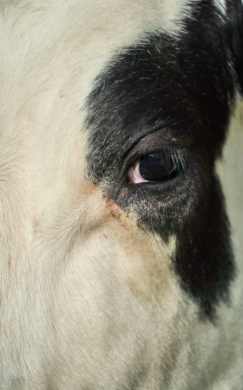 cow, eyes Wallpaper 1200x1920