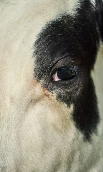 cow, eyes Wallpaper 1200x2000