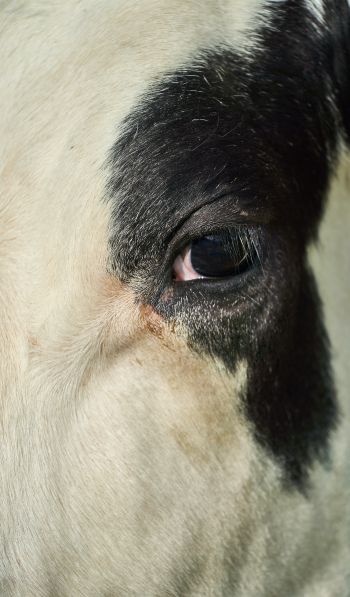cow, eyes Wallpaper 600x1024