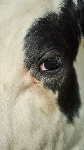 cow, eyes Wallpaper 750x1334