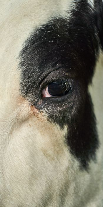cow, eyes Wallpaper 720x1440
