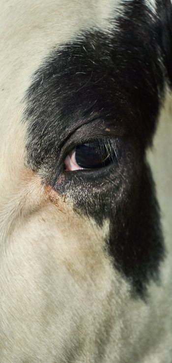 cow, eyes Wallpaper 1080x2280