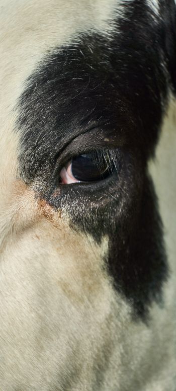 cow, eyes Wallpaper 1440x3200