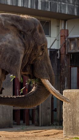 elephant, tusks Wallpaper 640x1136