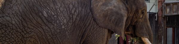 elephant, tusks Wallpaper 1590x400