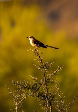 bird, on branch Wallpaper 1668x2388