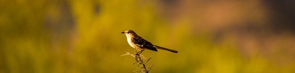 bird, on branch Wallpaper 1590x400