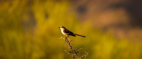 bird, on branch Wallpaper 3440x1440