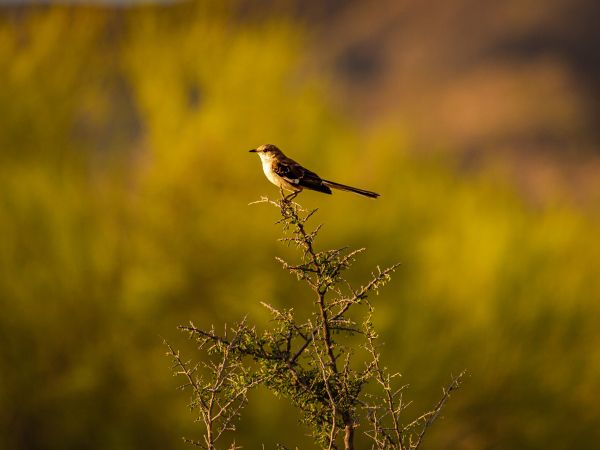 bird, on branch Wallpaper 1024x768