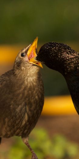 birds, feeding Wallpaper 720x1440